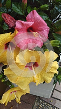 Hibiscus rosa-sinensis, known colloquially as Chinese hibiscus, china rose, Hawaiian hibiscus, rose mallow and shoeblack plant photo