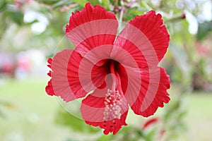 Hibiscus rosa-sinensis, known colloquially as Chinese hibiscus, China rose, Hawaiian hibiscus, rose mallow and shoeblackplant