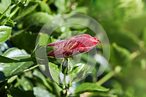 Hibiscus rosa-sinensis, known colloquially as Chinese hibiscus