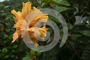 Hibiscus rosa sinensis known colloquially