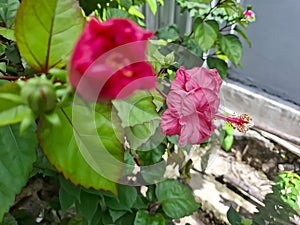 Hibiscus rosa-sinensis L.& x29; is a shrub from the Malvaceae family that originates from East Asia and is widely planted