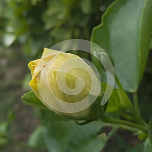 Hibiscus rosa-sinensis L. var. rubro-plenus Sweet flower photo