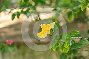 Hibiscus Rosa-Sinensis Native From China