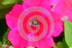 Cranesbill Blossom Bloom Pink flower macro close up photo