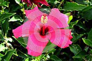 Hibiscus rosa-sinensis `Painted Lady`, Painted Lady Tropical Hibiscus