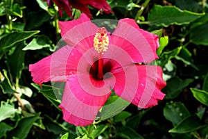 Hibiscus rosa-sinensis `Painted Lady`, Painted Lady Tropical Hibiscus