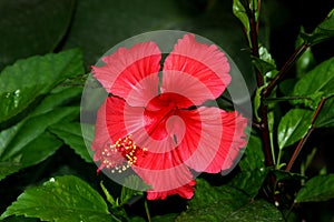 Hibiscus rosa-sinensis `Painted Lady`, Painted Lady Tropical Hibiscus