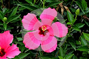 Hibiscus rosa-sinensis `Painted Lady`, Painted Lady Tropical Hibiscus