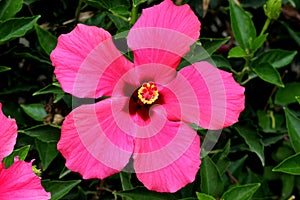 Hibiscus rosa-sinensis `Painted Lady`, Painted Lady Tropical Hibiscus