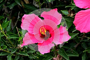 Hibiscus rosa-sinensis `Painted Lady`, Painted Lady Tropical Hibiscus