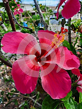 Hibiscus rosa-sinensis, is a species of trophical hibiscus, a flowering plant in the Hibisceae tribe of the family Malvaceae. photo