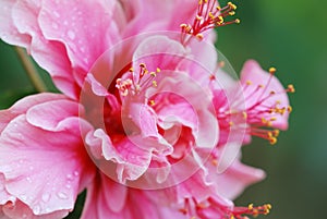 Hibiscus rosa-sinensis var. rubro-plenus flower, nature photo