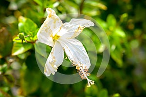 hibiscus rosa sinensis white flower blossom