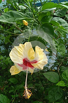 Hibiscus Rosa sinesis or the Chinese rose photo