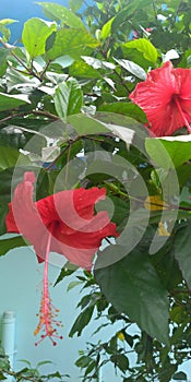 Hibiscus rosa sinesis is a common flowers red in color photo