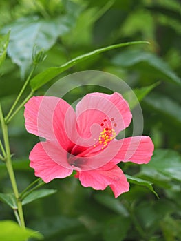Hibiscus Rosa Sinesis photo