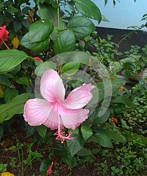 Hibiscus Rosa sinesis pink in color photo