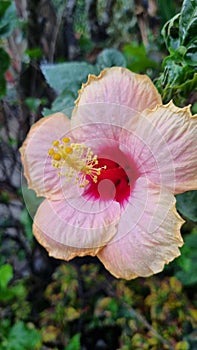 Hibiscus rosa sinesis with pink color, beautiful and rare photo