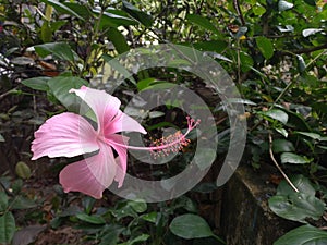 Hibiscus rosa sinesis. Pink color hibiscus flower. photo