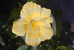 Hibiscus rosasinensis 'Butterfly' photo