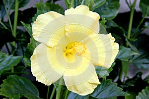 Hibiscus rosasinensis `Butterfly`, yellow cultivar photo