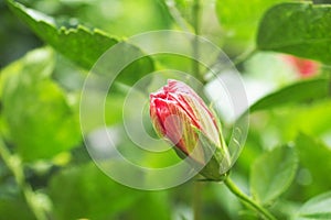 Hibiscus rosasinensis flower