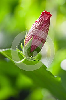 Hibiscus rosasinensis hybrid photo