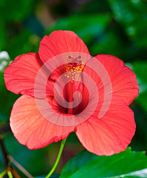 Hibiscus rosasinensis hybrid photo
