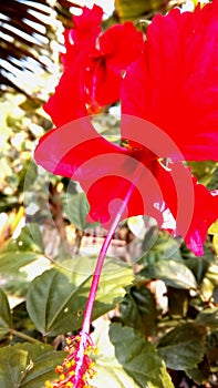 Hibiscus rosasinensis photo