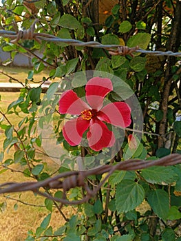 Hibiscus rose-sinensis in the garden