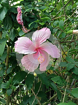 Hibiscus rose Tahiti