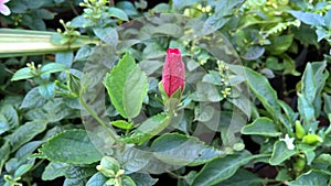 Hibiscus or rosemallow flower bud closeup view for multipurpose use