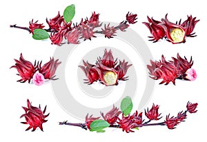 Hibiscus sabdariffa or roselle fruits