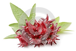 Hibiscus sabdariffa or roselle fruits isolated