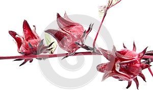 Hibiscus sabdariffa or roselle fruits. Roselle fruits isolated on white background