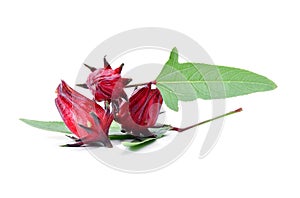 Hibiscus sabdariffa or roselle fruits on white background