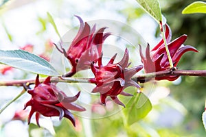 Hibiscus sabdariffa or Roselle plant