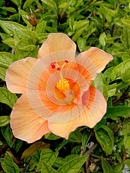 Hibiscus salmon color at garden photo