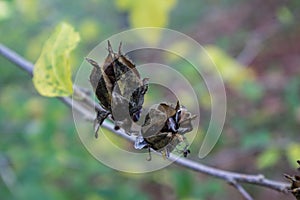 Hibiscus seeds emerging from seed pods with Niesthrea louisianica bugs