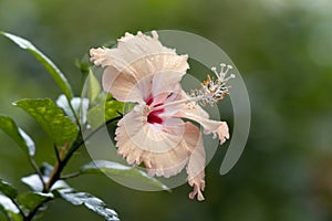 Hibiscus shoe