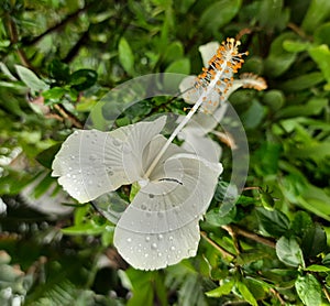 hibiscus shoe flower with anther and dew drops