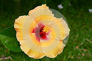 Hibiscus - Shoe Flower Yellow photo