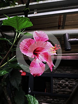 Hibiscus is a shrub of the Malvaceae tribe originating from East Asia and is widely grown as an ornamental plant in tropical.