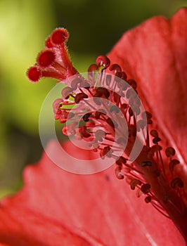 Hibiscus Stamen photo