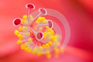 Hibiscus stamen photo