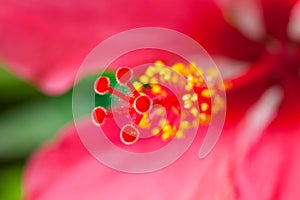 Hibiscus' stamen