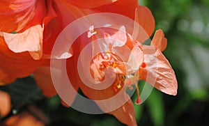 Hibiscus stamen