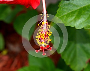 Hibiscus Stamen