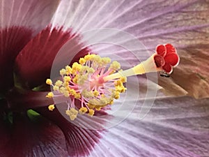 Hibiscus stamen