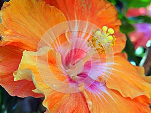 Detail of Red and Yellow Hibiscus Flower in Garden